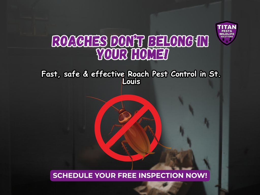 Cockroach Pest Control