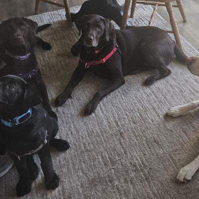 Avatar for Best Friends Dogs Training and Behavior