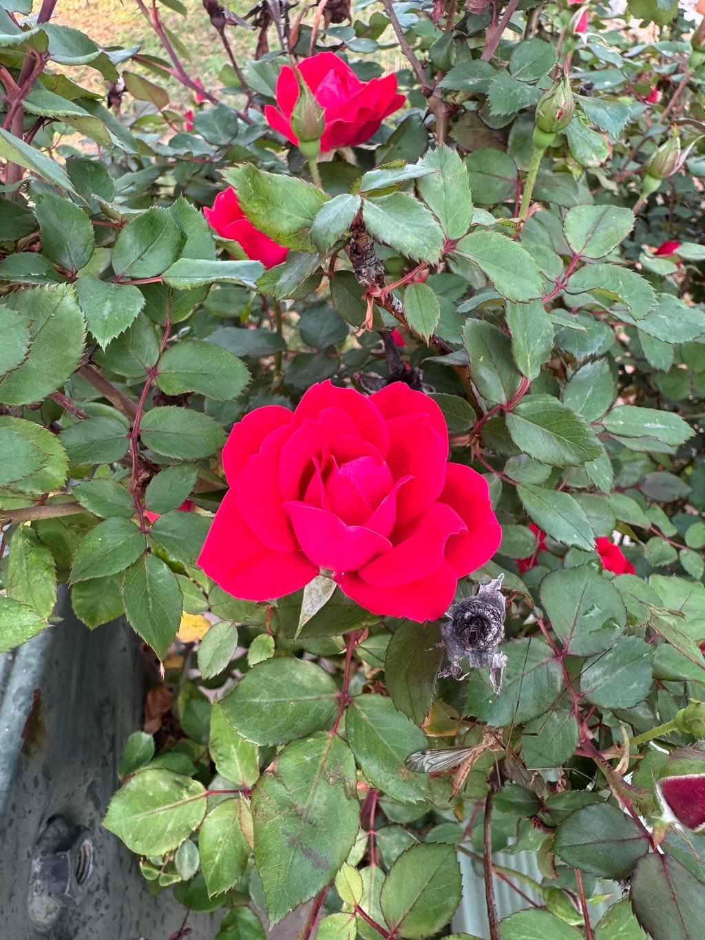 Flowers treated with my fertilizer & by my recomme