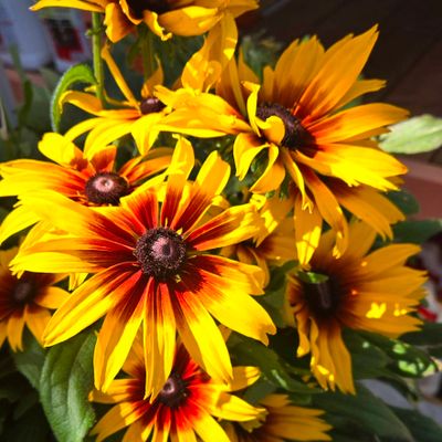 Avatar for Dale the Assembler / Handyman