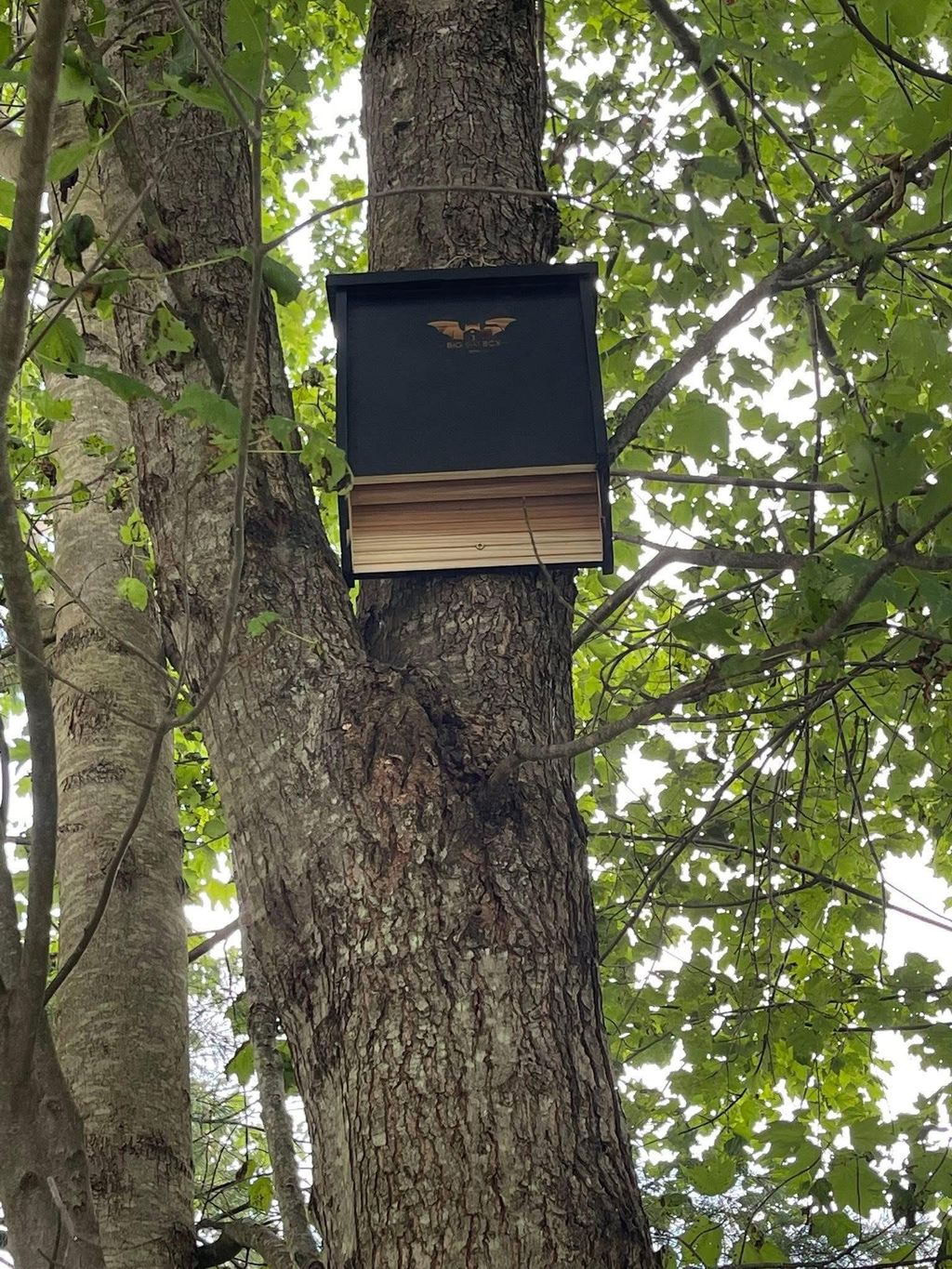 Bat Box Installation 