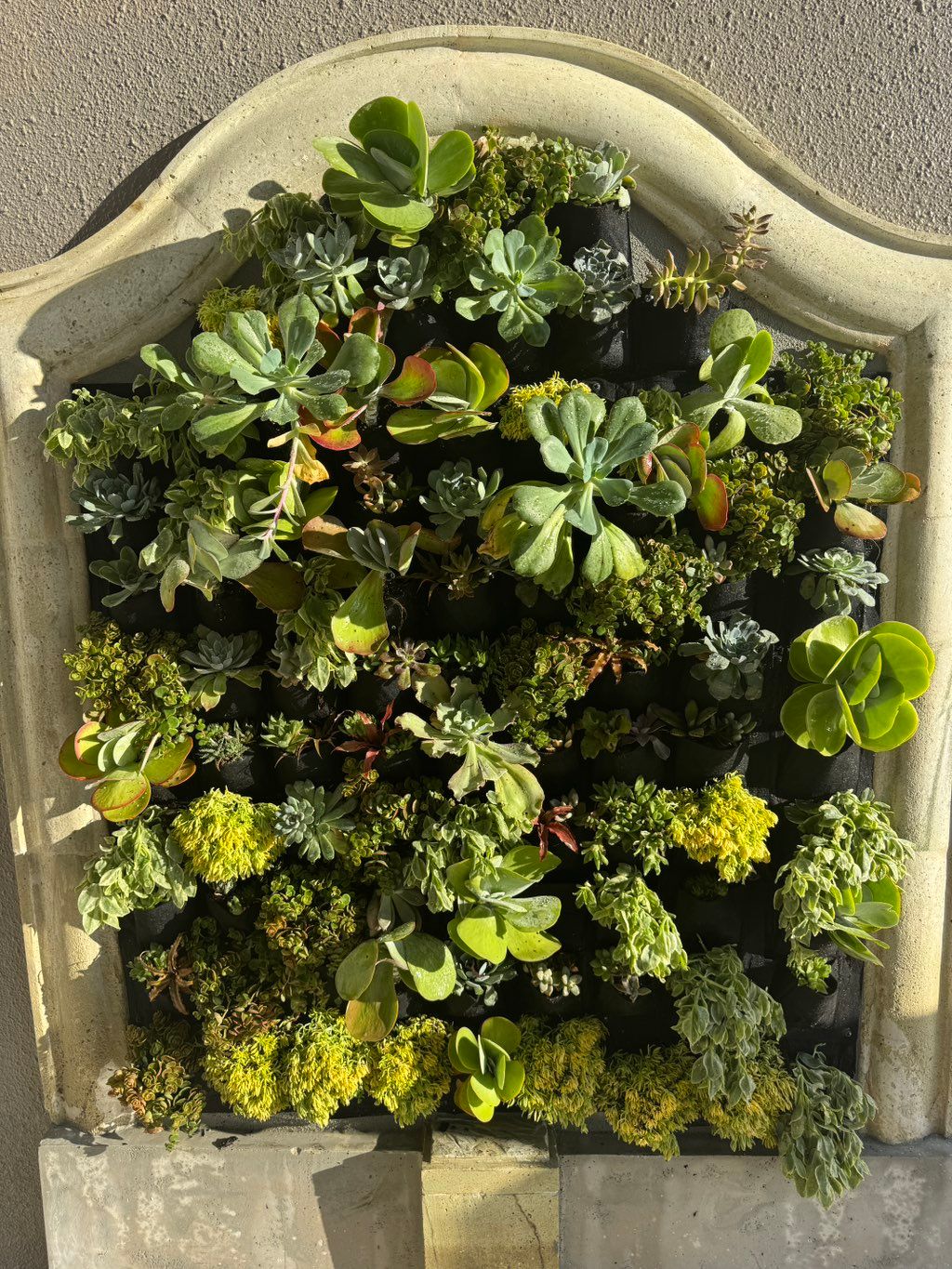 Succulent wall 