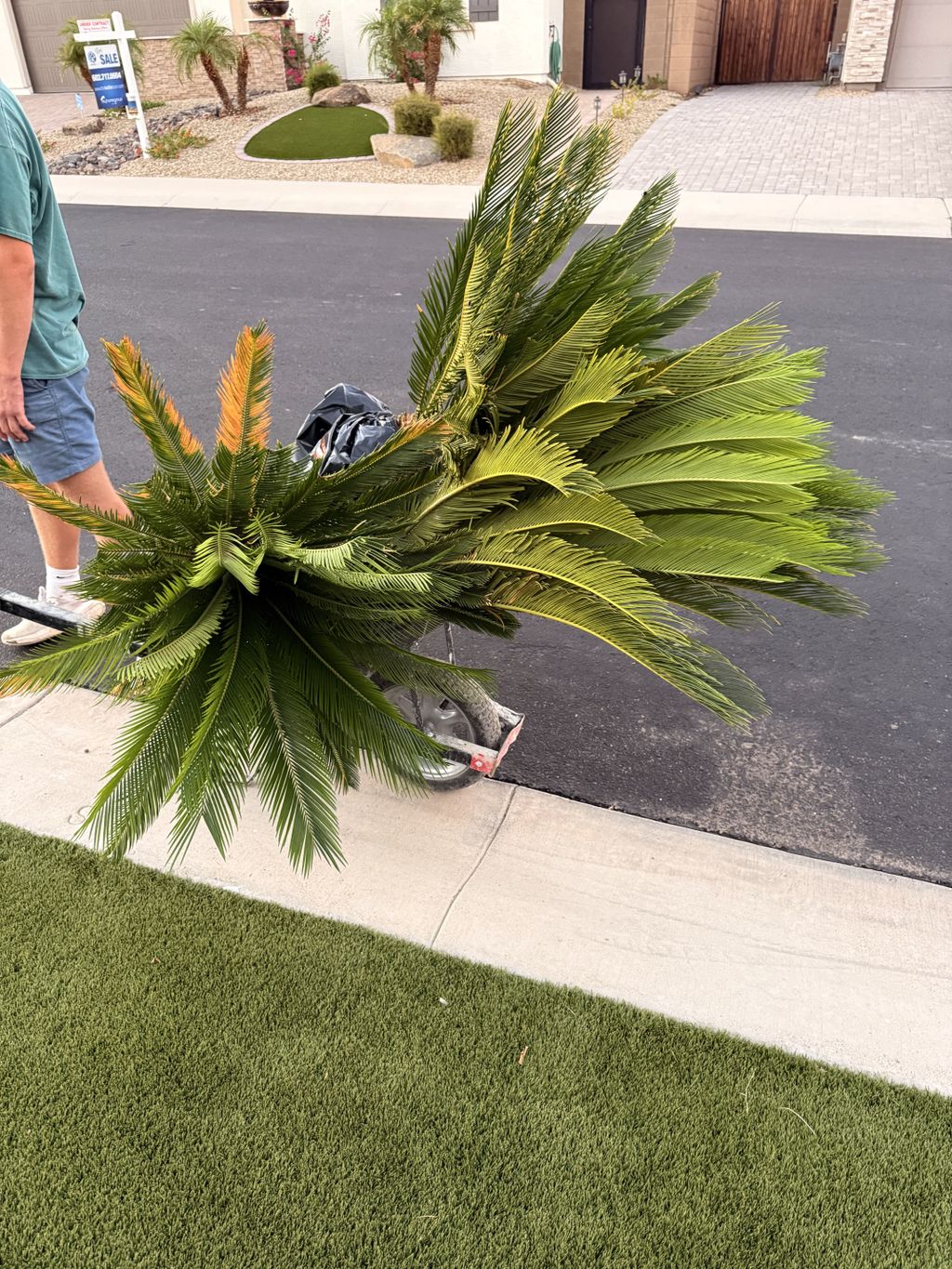 Sago palm removal