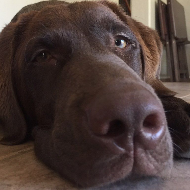 Mad Dog Furniture Assembly & Handyman Services,LLC