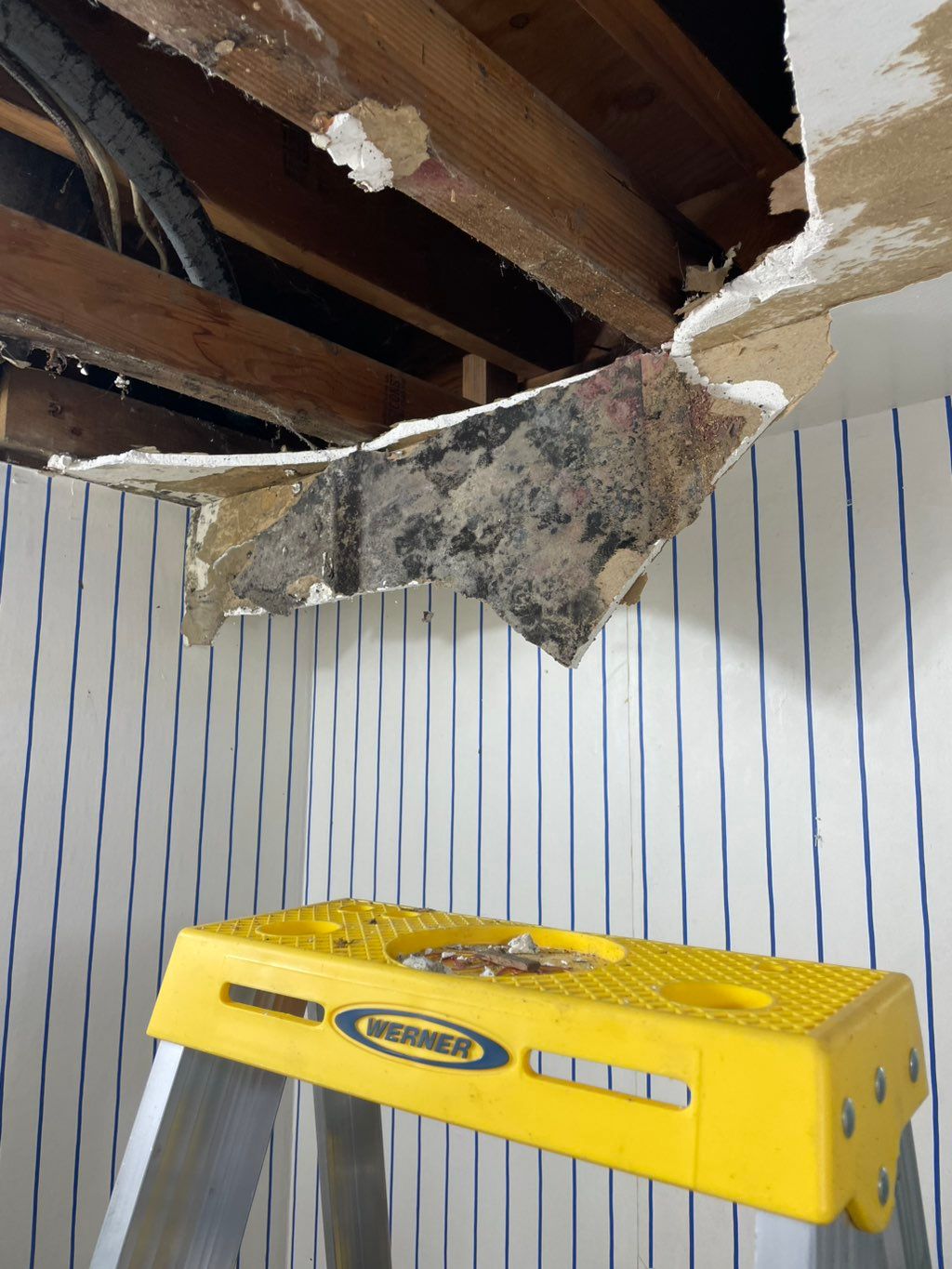 Glad to get this mold removed and create a safe en