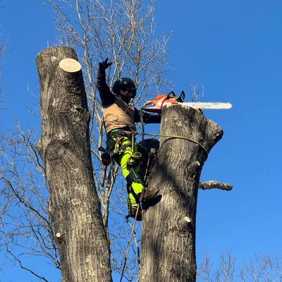 Avatar for I & N Trees And Landscaping Llc