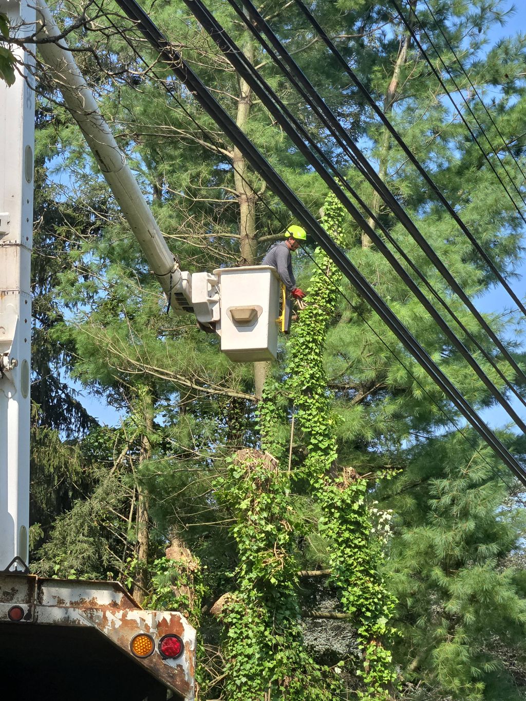 The same trees were crowding the wires and needed 