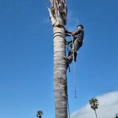 Avatar for A21 tree services