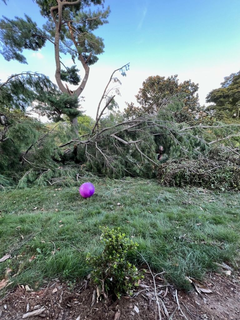 We cleaned up this storm damage that the winds kno