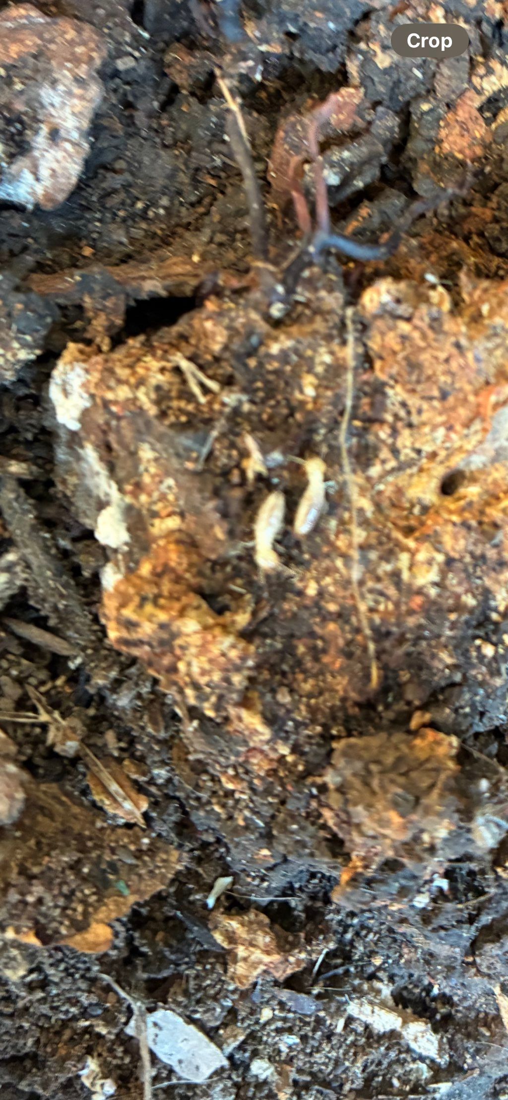 Subterranean Termites 