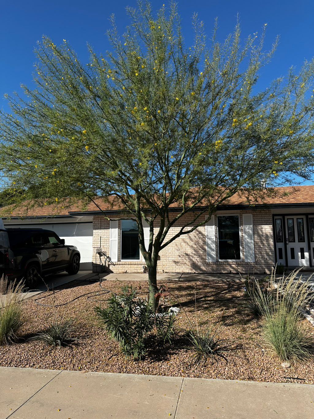 After trimming and thinning 