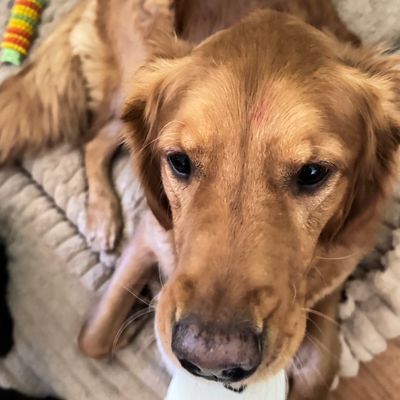 Avatar for Anu Dahiya