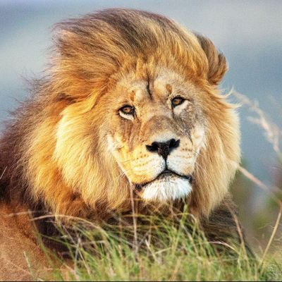 Avatar for Pro Basement Finishers