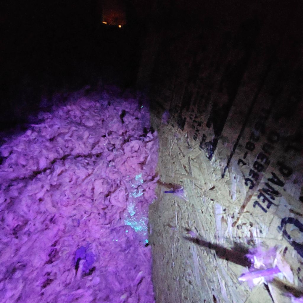 Detection bait in this attic space led to the fron