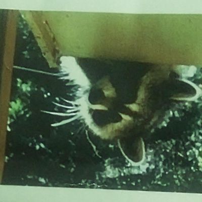 Avatar for Vortex Wildlife Removal