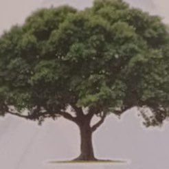 Avatar for Escobar lawn maintenance