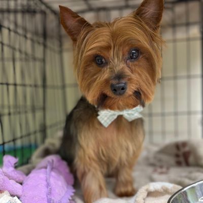 Avatar for Red Barn Doggie Daycare And Grooming