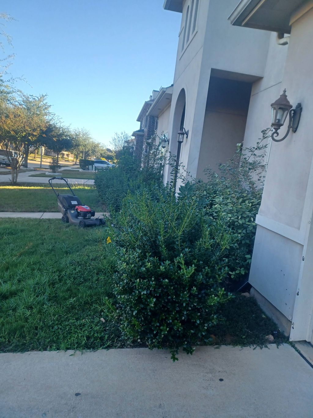 right side Bushes before trimming 