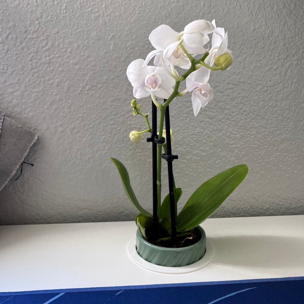 Alicia House cleaning services