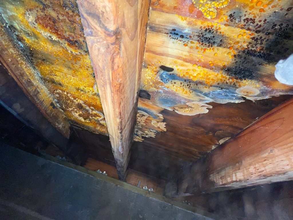 Mold in a crawlspace makes the home musty.