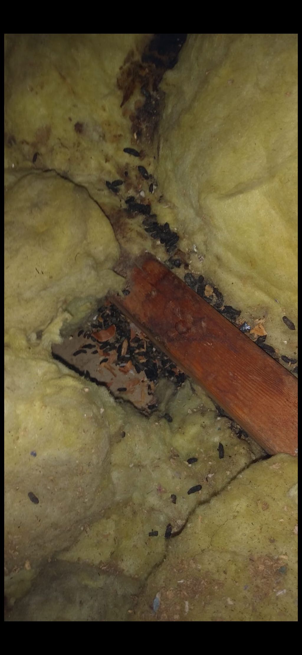 Old roll insulation in the attic with high rodent 