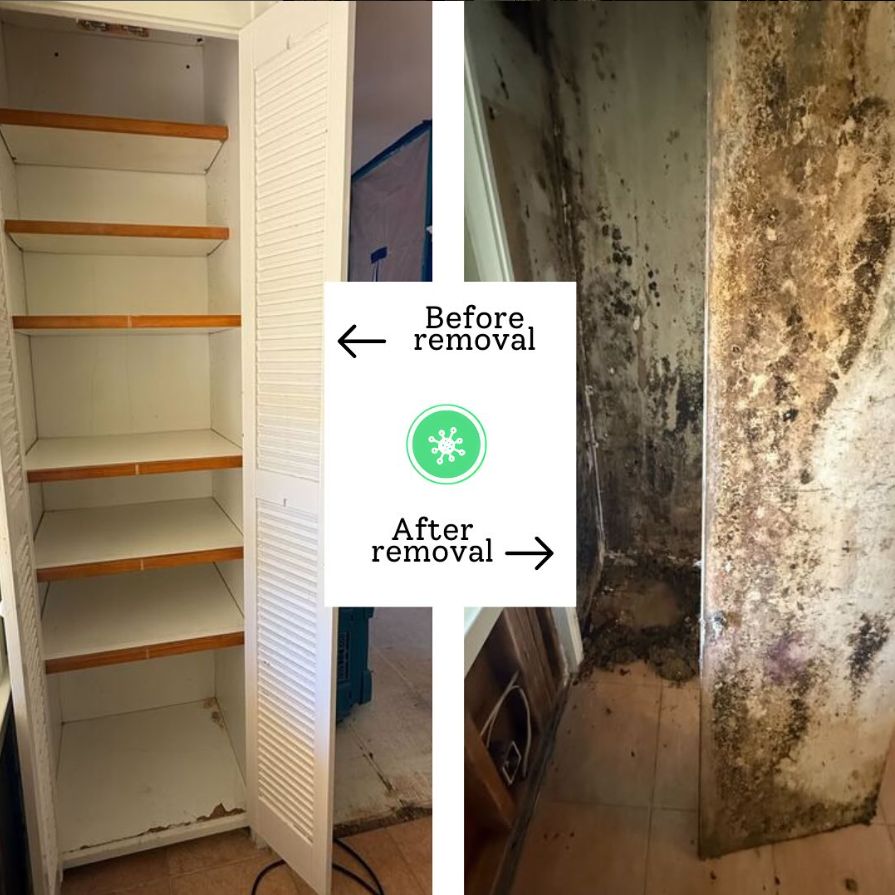 Mold Removal