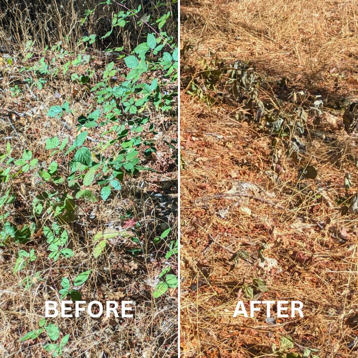 Steam weeding can effectively manage invasive blac