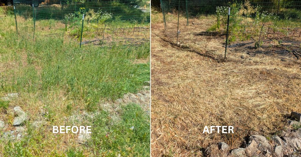 This garden was overtaken by late spring weeds, an