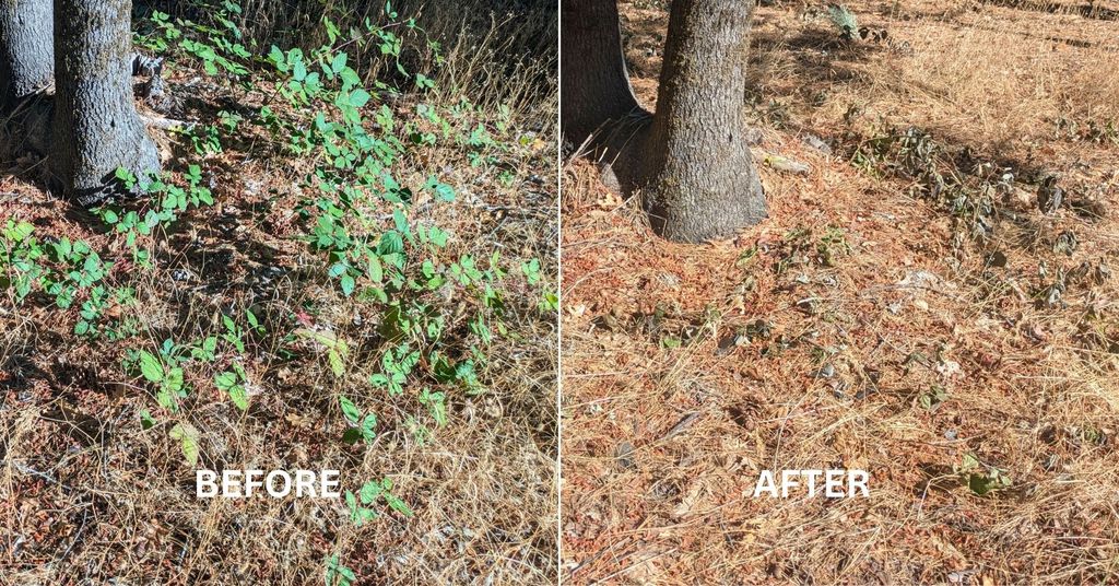 Use steam weeding to stop the spread of invasive b