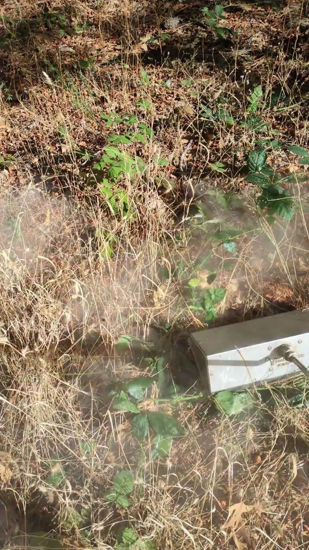 Steam weeding in progress for management of invasi