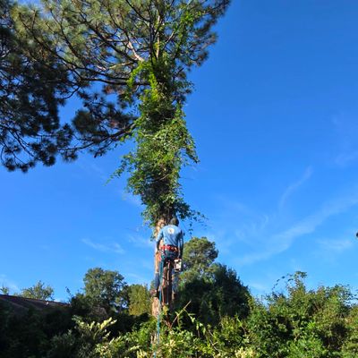 Avatar for DIAZ TREE SERVICE Y LANDSCAPING L.L.C