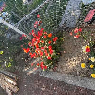 Avatar for Landscaping