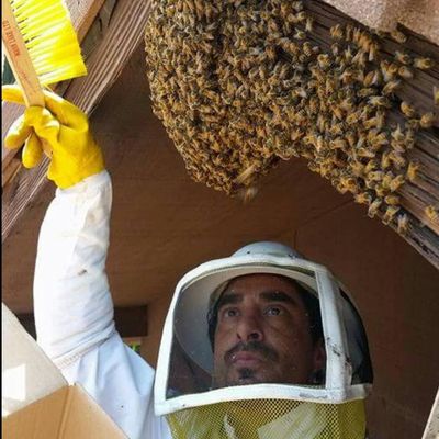 Avatar for Beecasso Live Bee Removal Inc