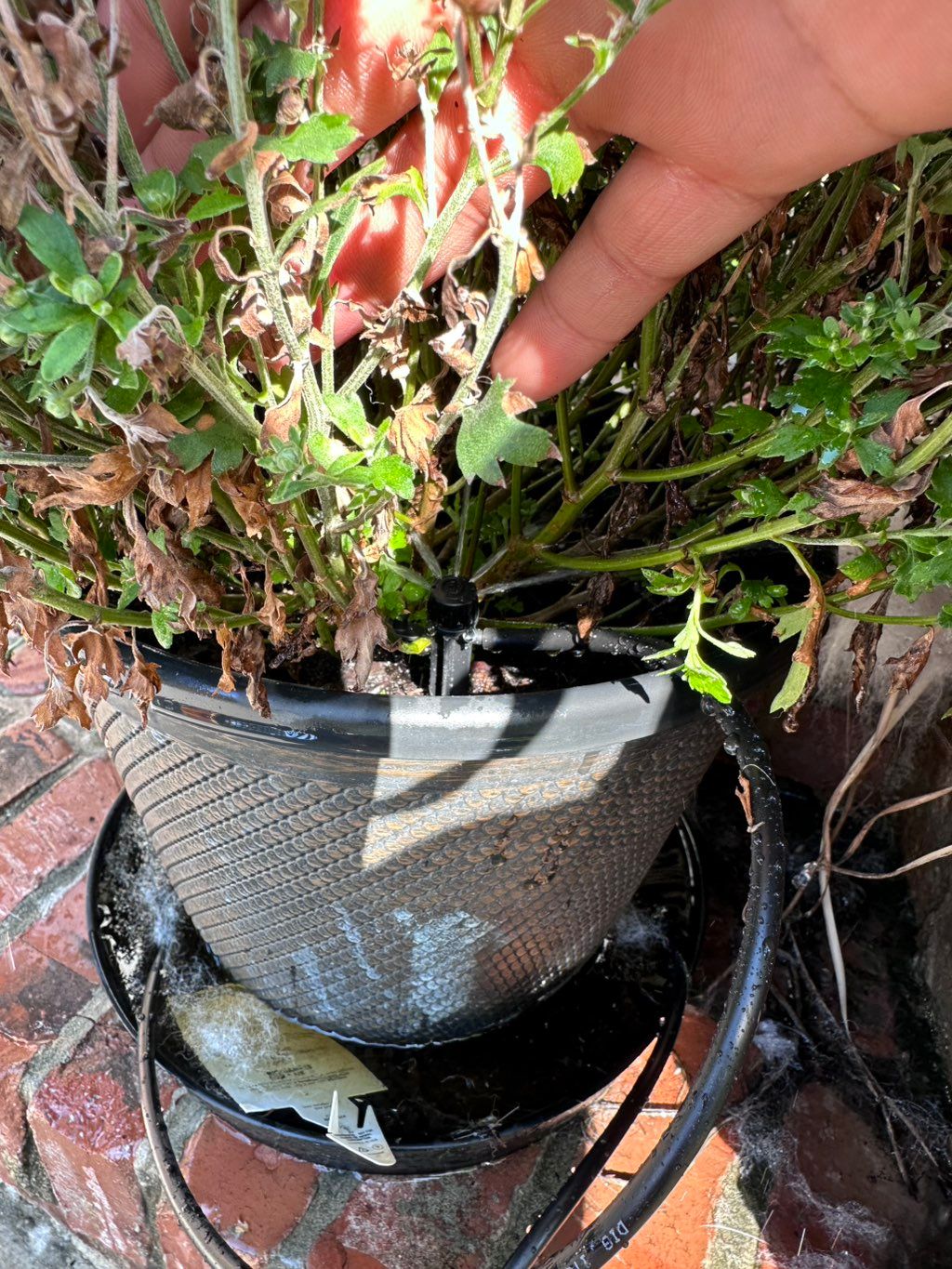 Xeri-Bubbler Spike Heads For Flower Pots 