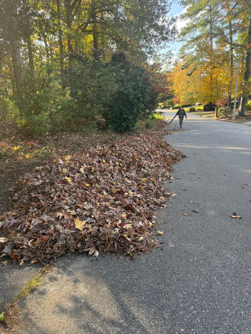 Leaves clean up 🍂 