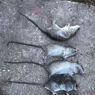 Avatar for Proteck Wildlife Solutions