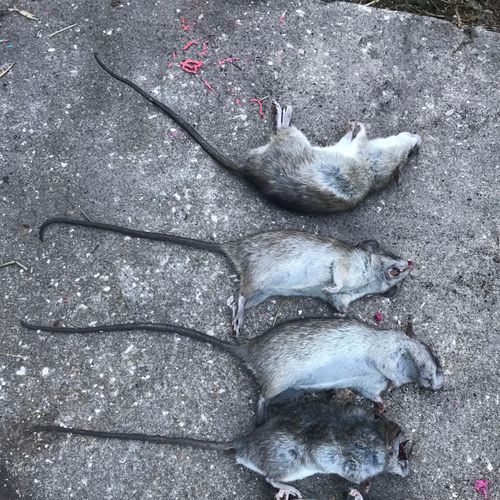 Proteck Wildlife Solutions