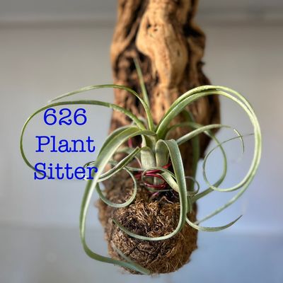 Avatar for 626 Plant Sitter