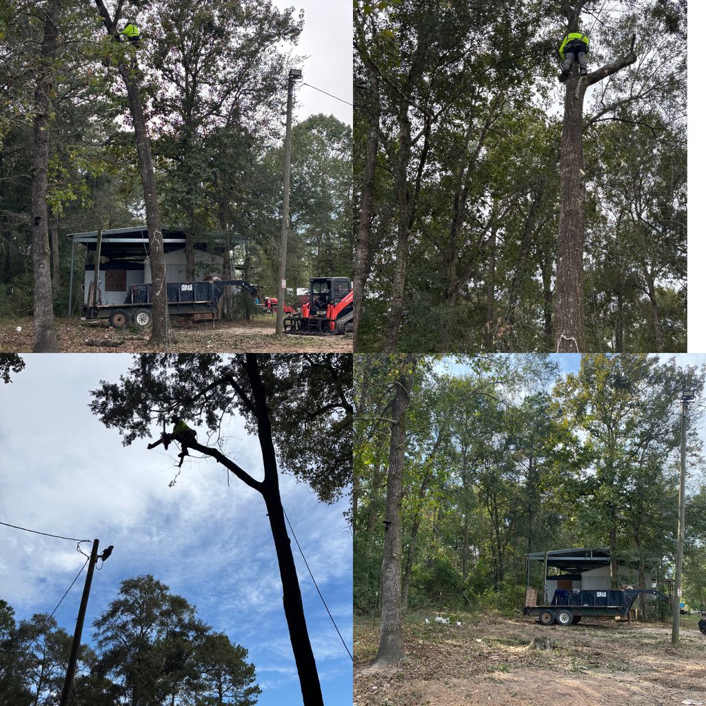 Tree Take Down & Removals 