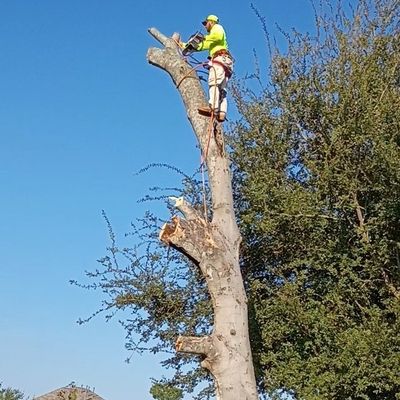 Avatar for Mike Tree service & Landscaping