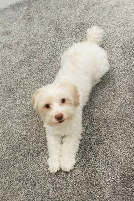 Avatar for Tribella Henna