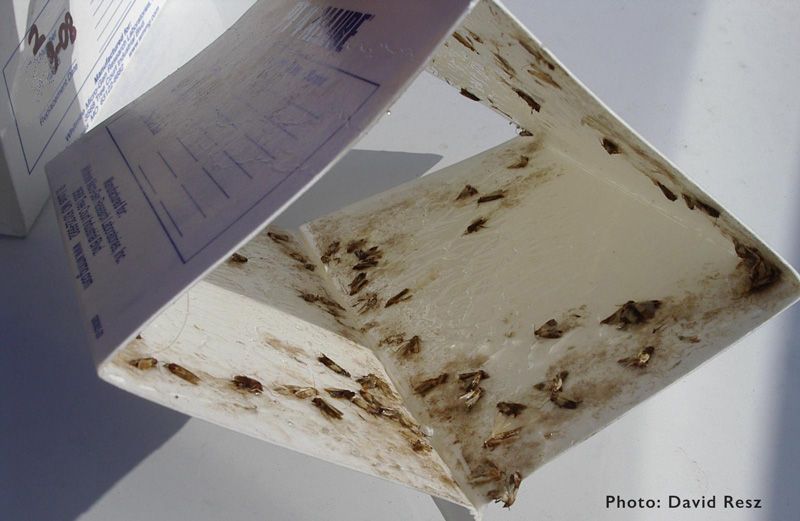 "Pheromone-breeding disruptor"