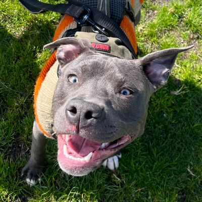 Avatar for Domino's Pizza