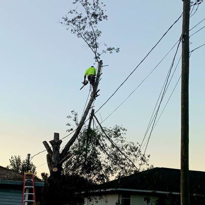 Avatar for lowlers tree services