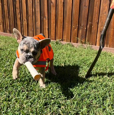 Avatar for Evolution sprinkler drainage and lighting