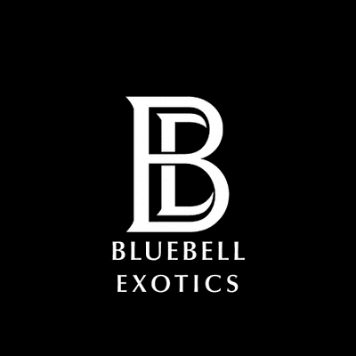 Avatar for Bluebell Exotics