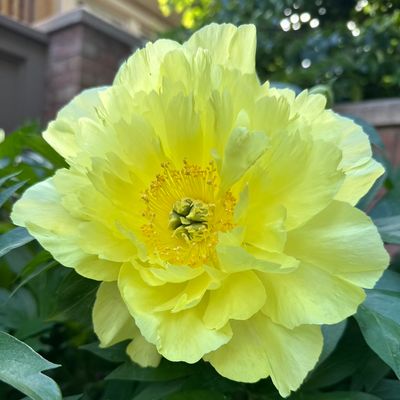 Avatar for Firefly Gardening