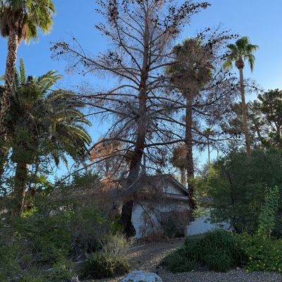 Avatar for Jmorales landscaping