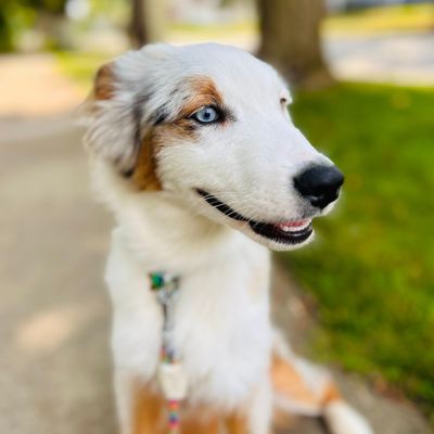 Avatar for Buddy Pet Sitters LLC