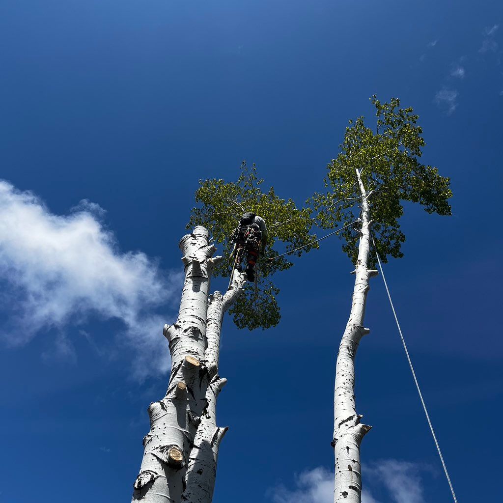 Centennial tree care